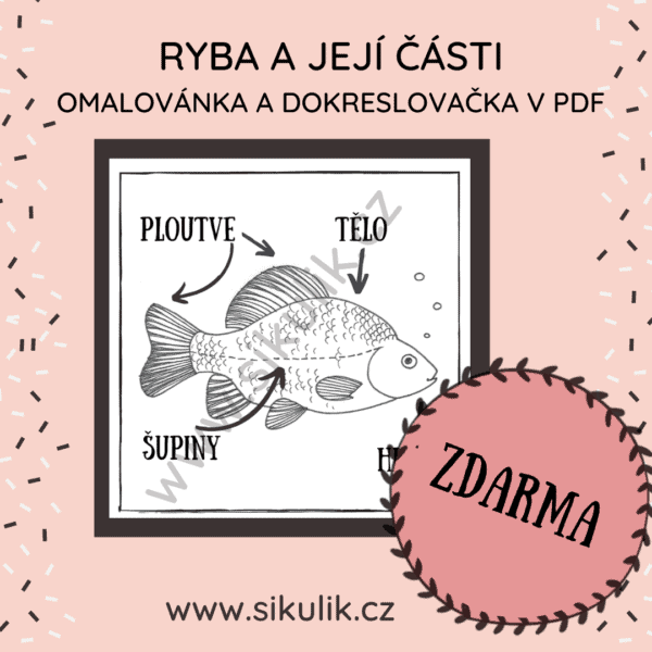Ryba a její části